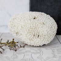 Image 1 of Vintage Coral Specimen