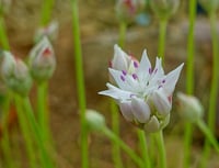 Image 1 of Narrowleaf Onion : Allium amplectens