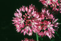 Image 2 of Narrowleaf Onion : Allium amplectens