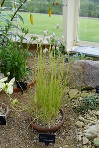 Image 3 of Narrowleaf Onion : Allium amplectens