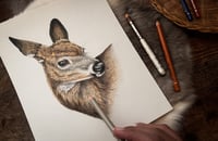 Image 2 of Original Mule Deer Illustration