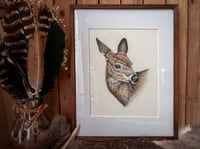 Image 3 of Original Mule Deer Illustration