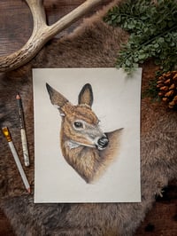 Image 1 of Original Mule Deer Illustration