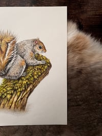 Image 2 of Original Squirrel Illustration