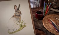 Image 2 of Original Mountain Cottontail Illustration