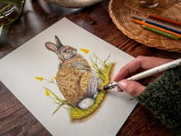 Image 3 of Original Mountain Cottontail Illustration