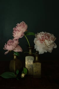 Three Pink Peony