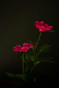 Untitled no. 2