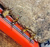 3 Golden Stoneflies 