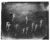 Seahorses with „buddles“ (chemical effect)