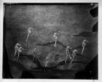 Seahorses 