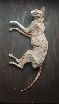 Image 3 of Mummified cat