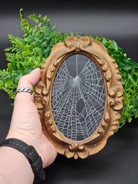 Image 3 of Antique Oval ornate framed real preserved spider web