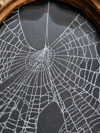 Image 5 of Antique Oval ornate framed real preserved spider web