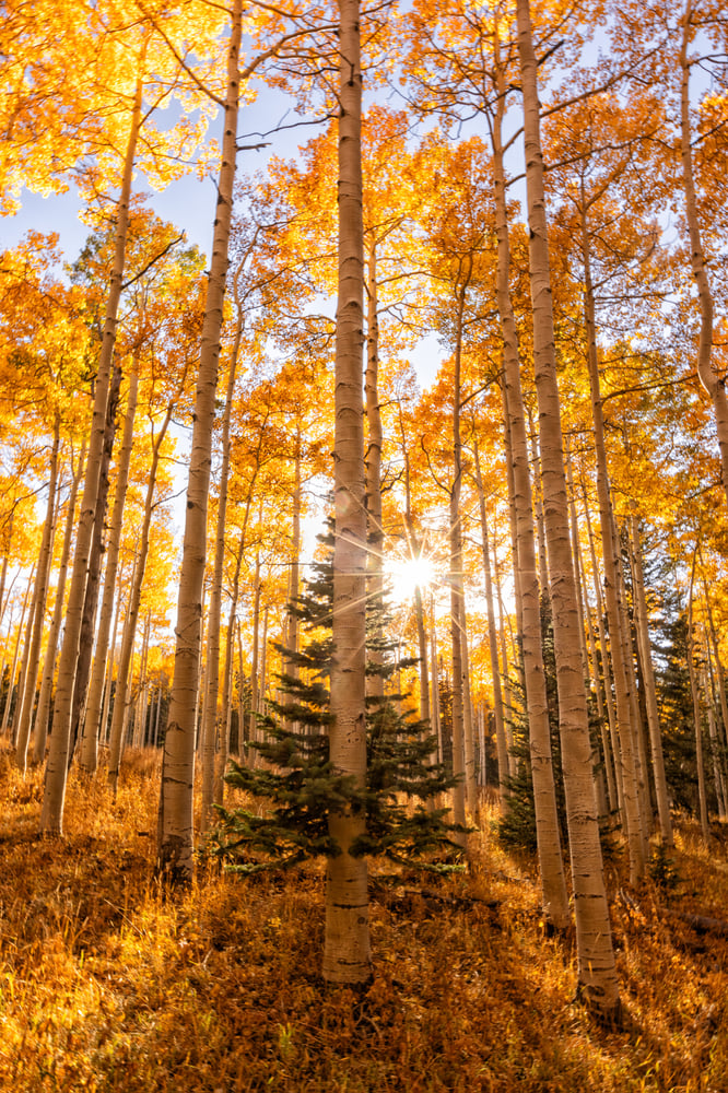 Image of Tree Hugger