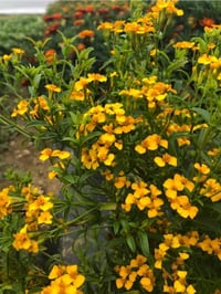 Mexican Tarragon ( Tagetes Lucida ) pb 3/4