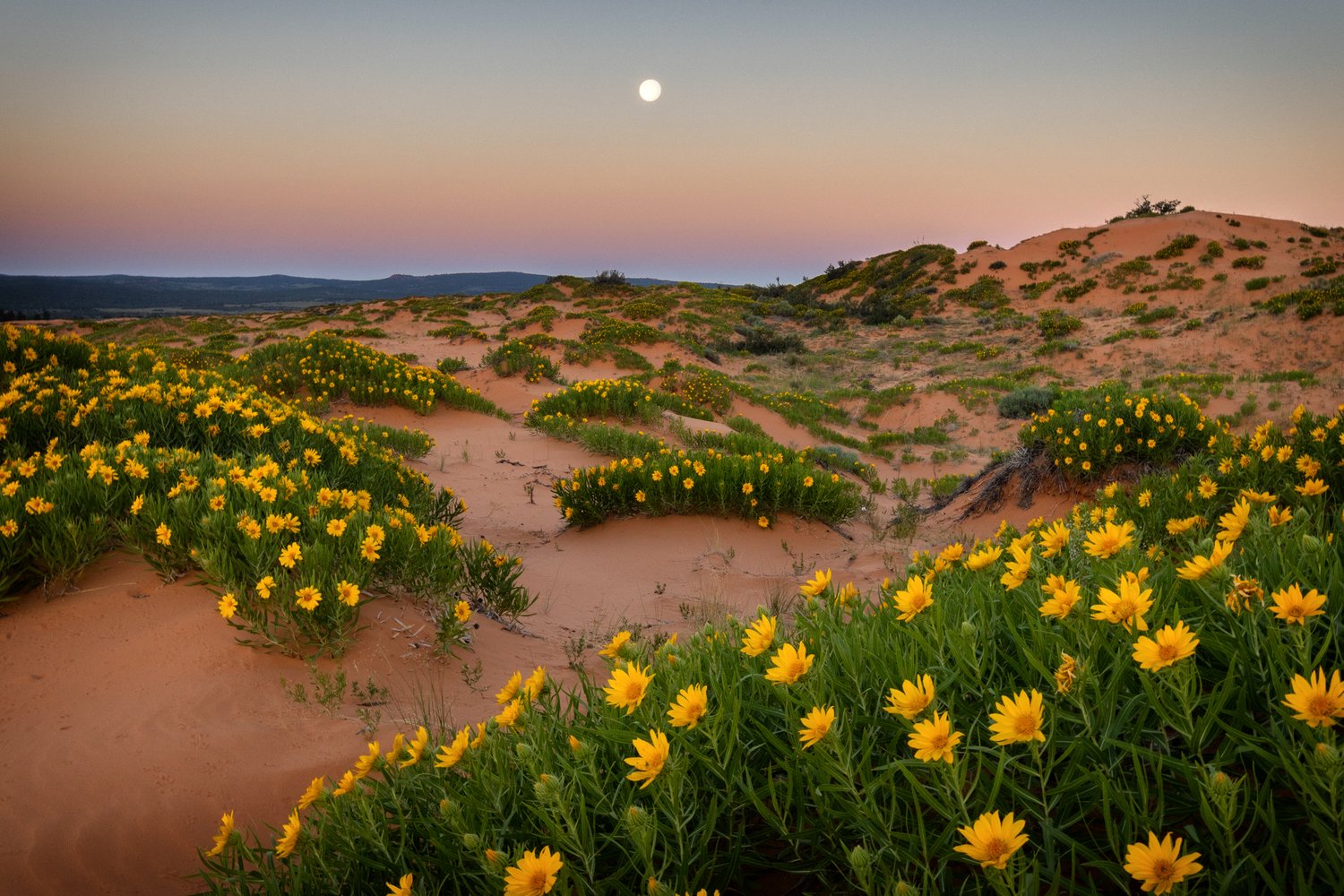 Image of Moon Flower