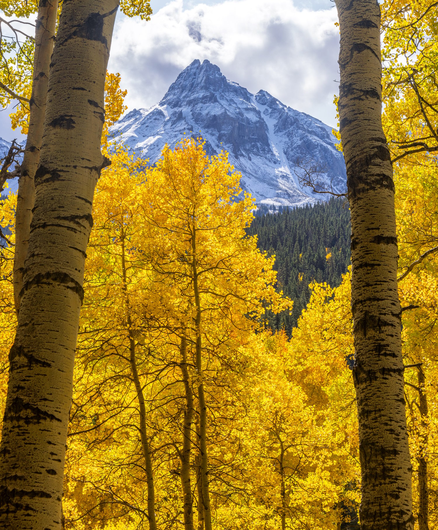 Image of Towering Aspens