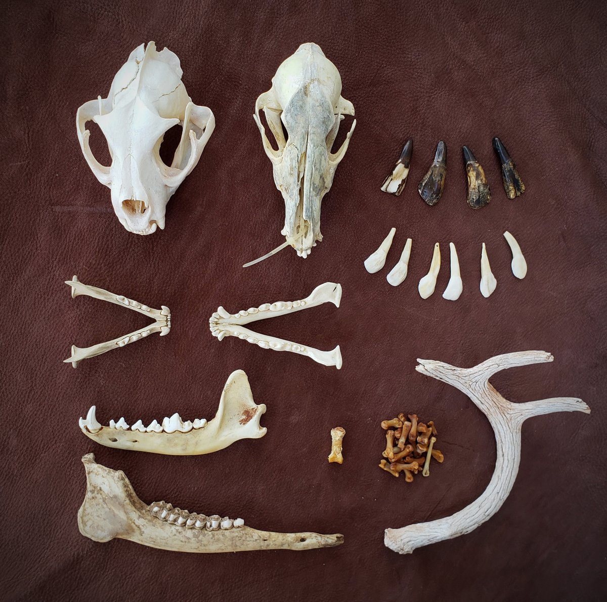 Image of Craft Quality Skulls and Bones