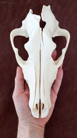 Image of Craft Grey Wolf Skull