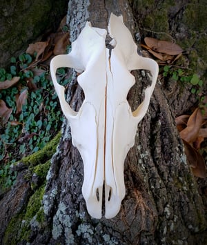 Image of Craft Grey Wolf Skull