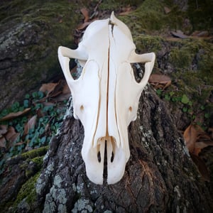 Image of Craft Grey Wolf Skull