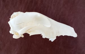 Image of Craft Grey Wolf Skull