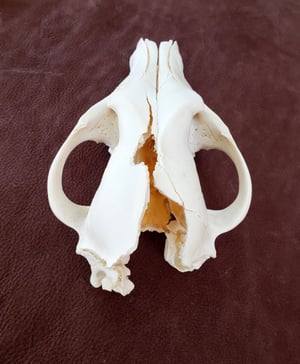 Image of Craft Grey Wolf Skull