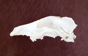 Image of Craft Grey Wolf Skull