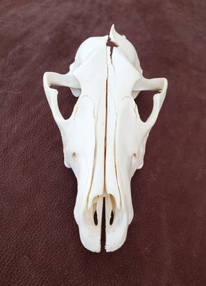 Image of Craft Grey Wolf Skull