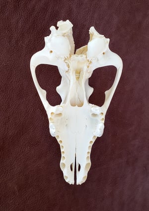 Image of Craft Grey Wolf Skull