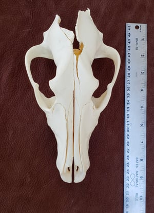 Image of Craft Grey Wolf Skull