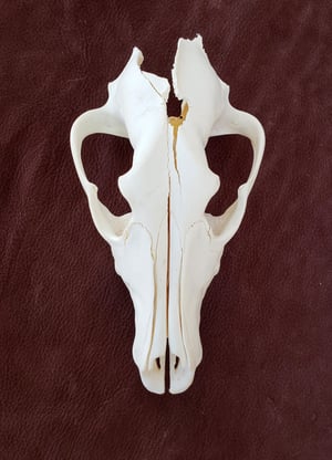 Image of Craft Grey Wolf Skull