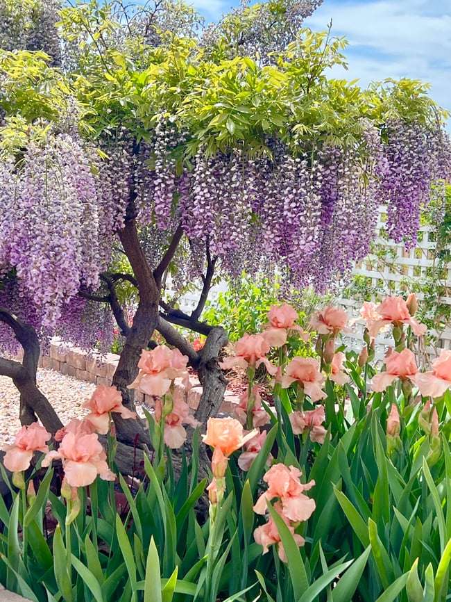 Chinese Wisteria and Peach Irises Garden Mug 