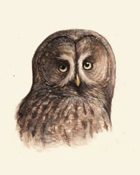 Phantom of the North (Great Gray Owl) Print