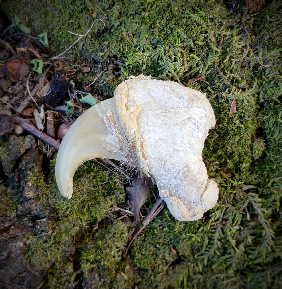 Image of African Lion Claw - TEXAS Only