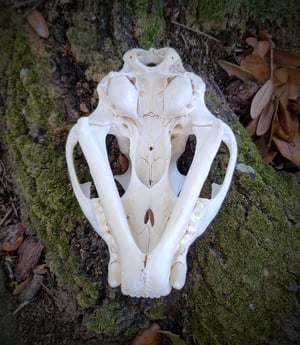 Image of Large Mountain Lion Skull