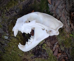 Image of Large Mountain Lion Skull