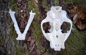 Image of Large Mountain Lion Skull