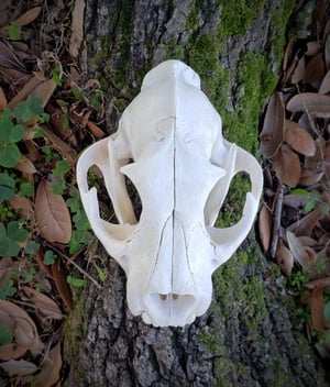 Image of Large Mountain Lion Skull