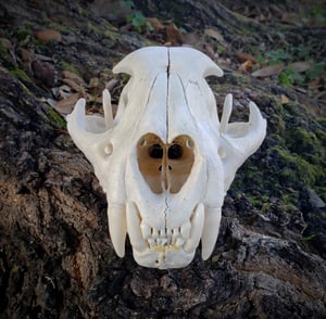 Image of Large Mountain Lion Skull