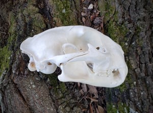 Image of Large Mountain Lion Skull