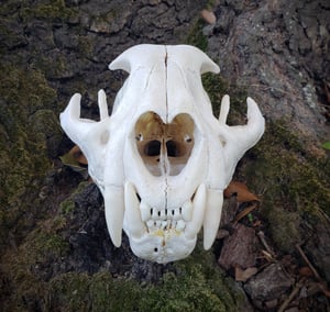 Image of Large Mountain Lion Skull