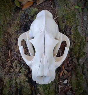 Image of Large Mountain Lion Skull