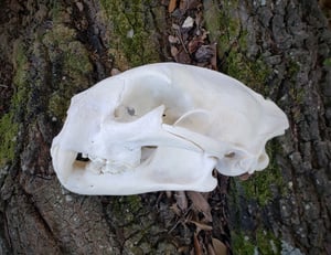 Image of Large Mountain Lion Skull