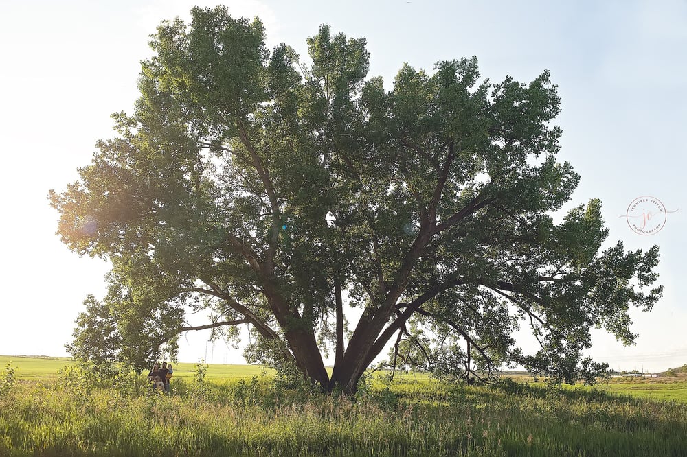 Image of August BigTree Minis