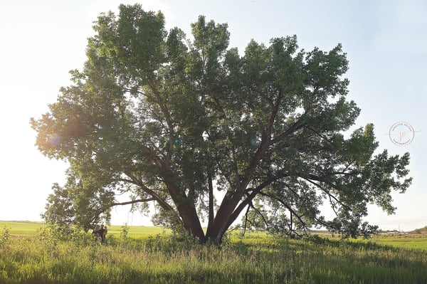 Image of August BigTree Minis