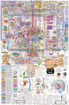 Full Brain Map Poster