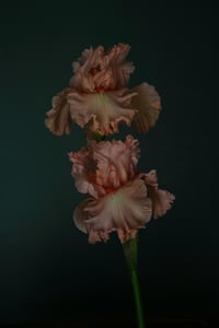 Bearded Iris Duo