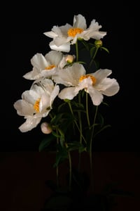 Church Peonies no. 5